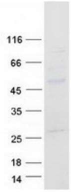 Coomassie blue staining of purified MYC protein.
